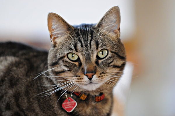 A tabby cat with an ID collar on