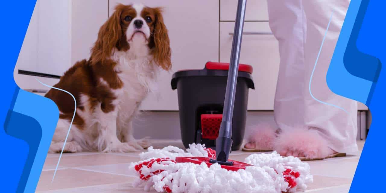 How To Keep Your House From Smelling Like A Dog?