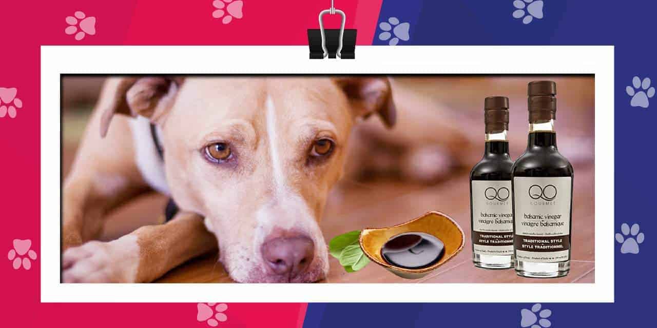Can Dogs Eat Balsamic Vinegar?