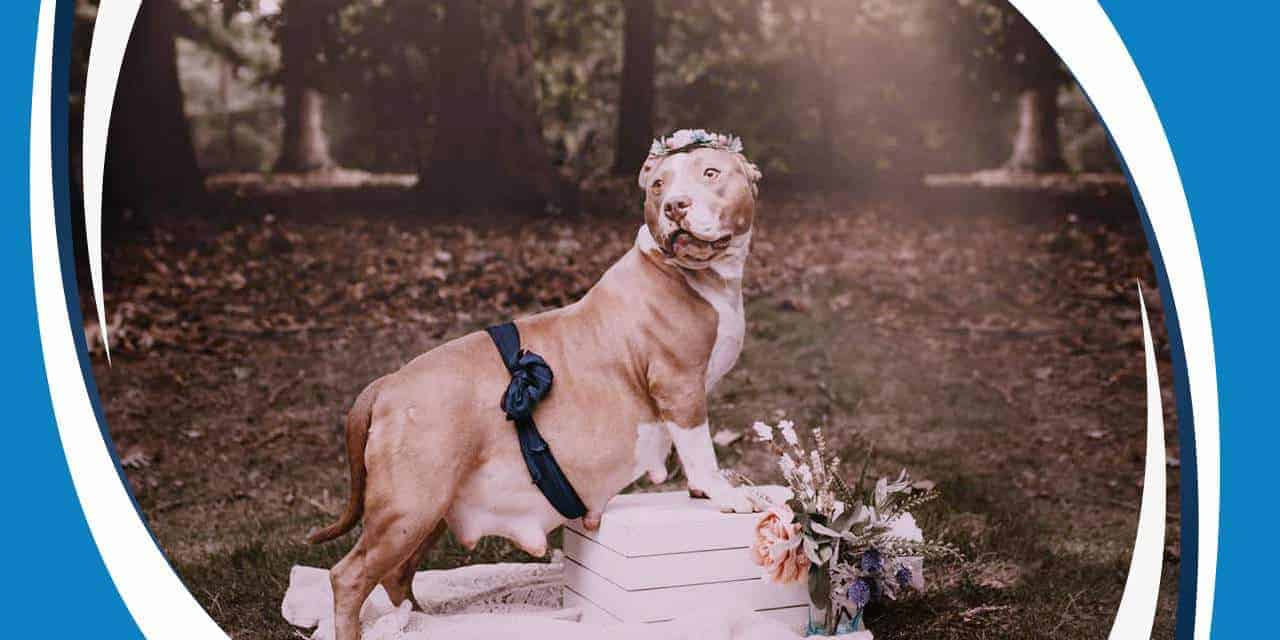 How Long Pitbulls Stay Pregnant