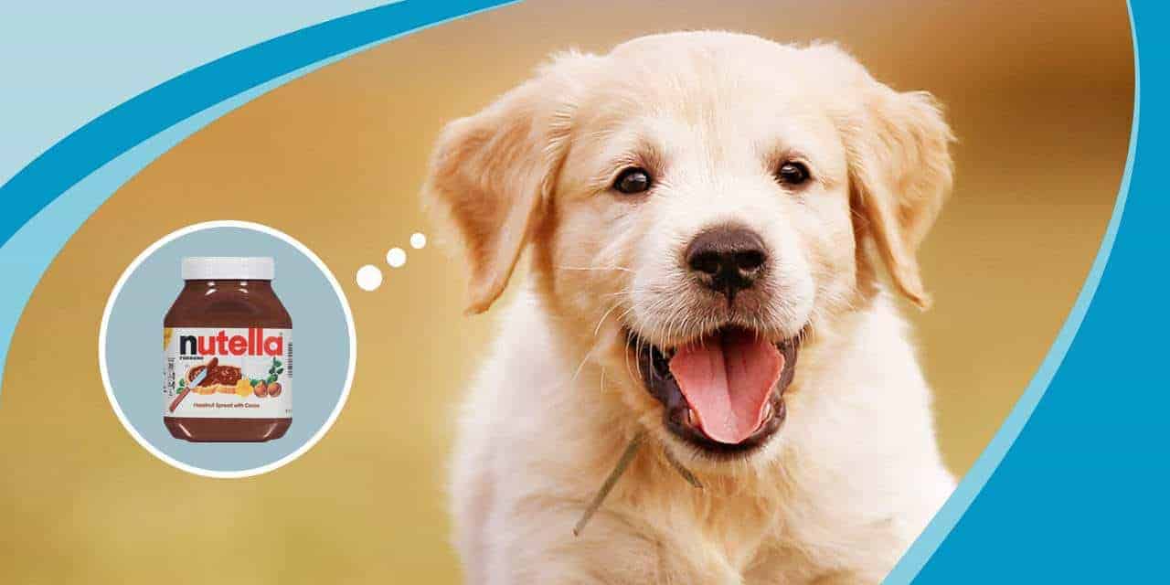 Is Nutella Bad For Dogs?