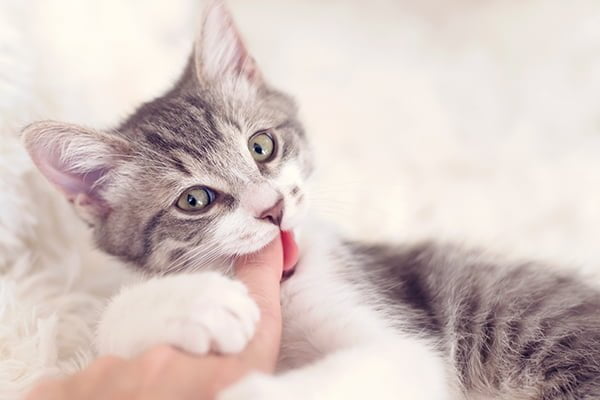 Cute gray tabby kitten finger bite