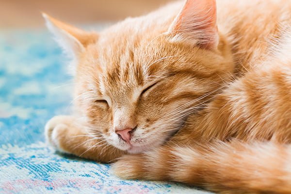 Orange tabby cat sleeping with eyes closed