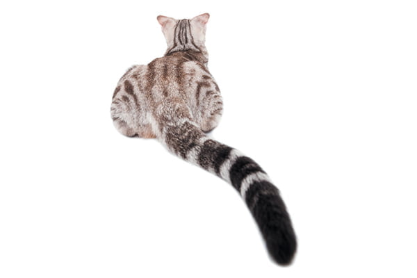 A cat butt or cat tail