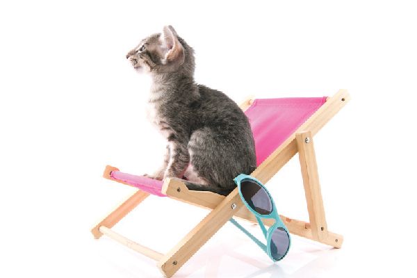 A cat on a summer beach chair with sunglasses jpg optimal