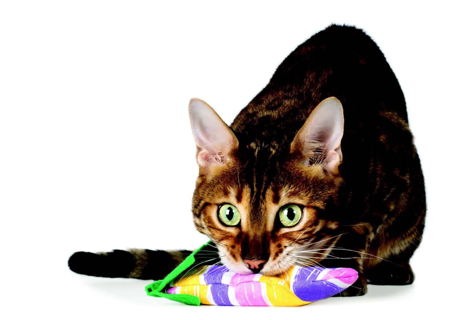 Why Do Cats Bring You “Gifts”?