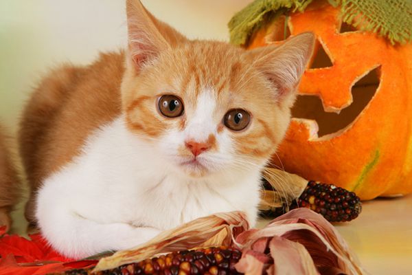 An orange and white cat with a pumpkin and Halloween decor jpg optimal